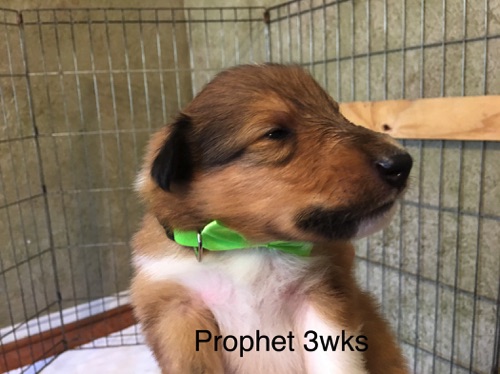 Prophet3wk20180603VoltagexVibeAge3wks (42).jpg